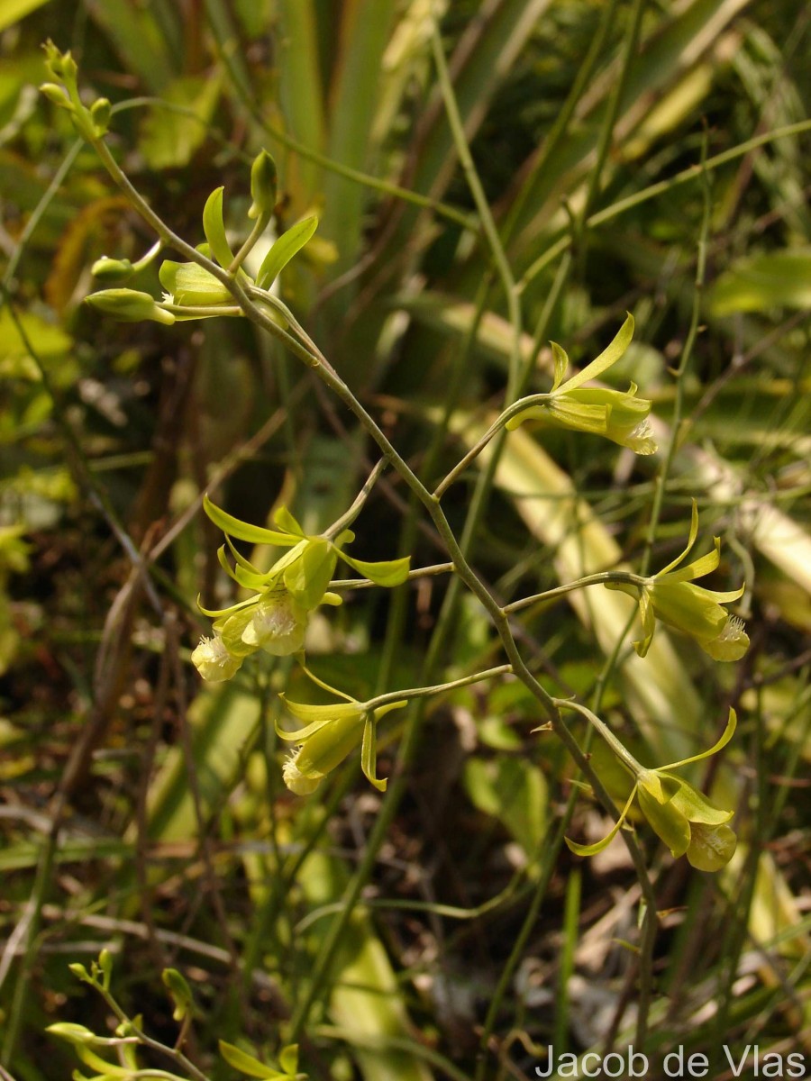 Eulophia epidendraea (J.Koenig ex Retz.) C.E.C.Fisch.